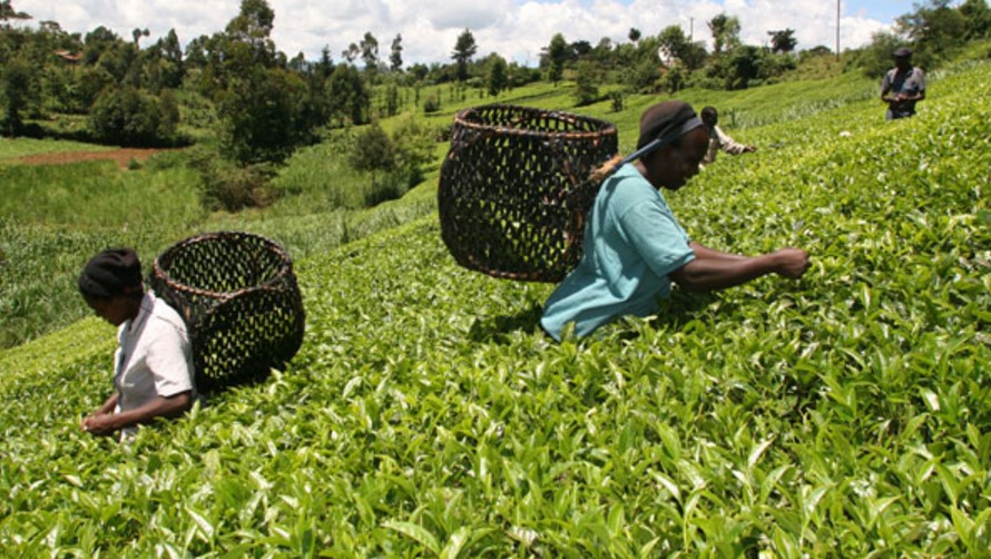 State  Orders Michiimikuru Tea Factory Directors To Step Down For Investigation